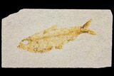 Bargain Fossil Fish (Knightia) - Wyoming #150596-1